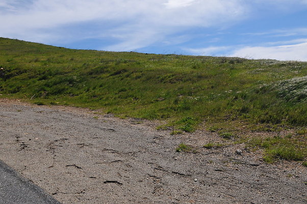 DSC 2445