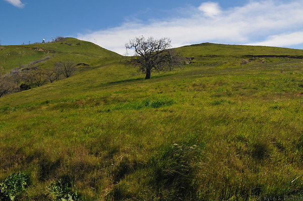 DSC 2517
