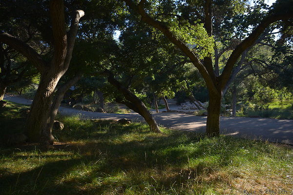 DSC 0706