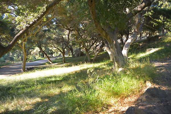 DSC 0753