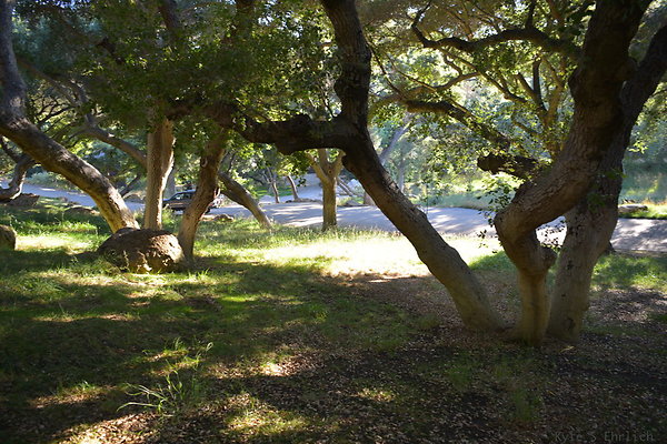 DSC 0784