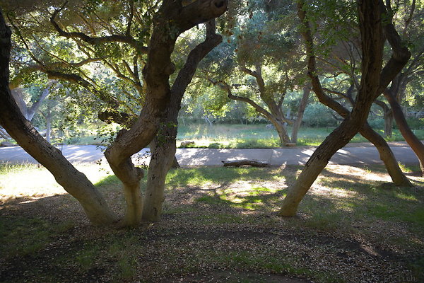 DSC 0785