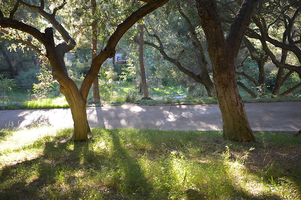 DSC 0807