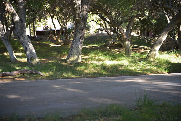 DSC 0539