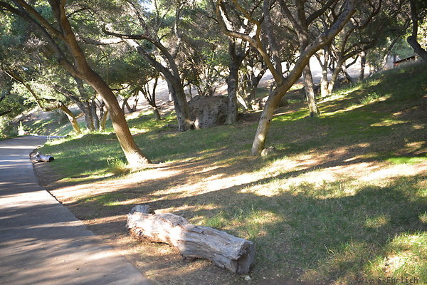 DSC 0702