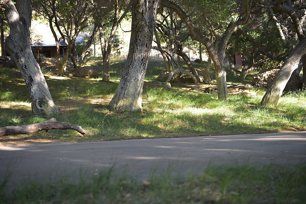 DSC 0533
