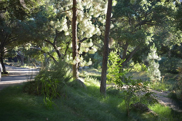 DSC 0535