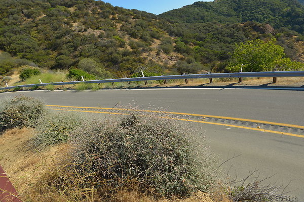 DSC 2537