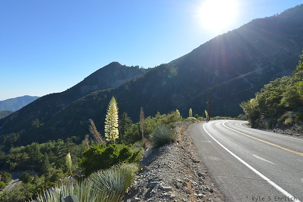 Mt Baldy C