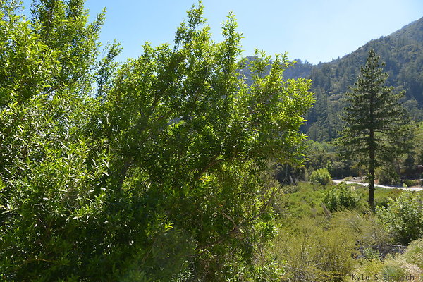 DSC 3600