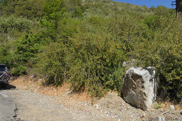 DSC 3579