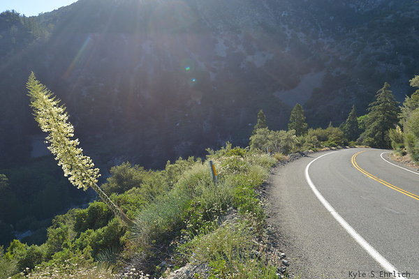 DSC 4410