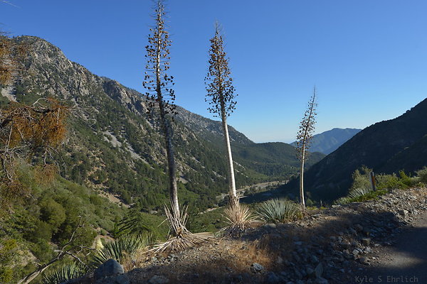 DSC 4494