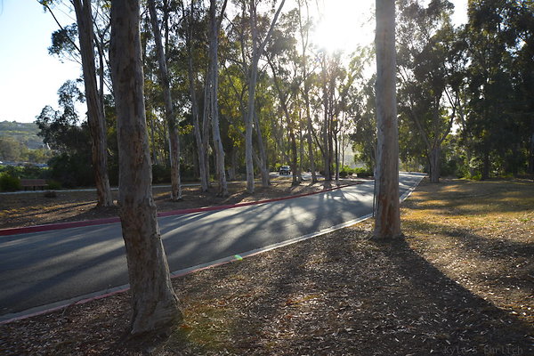 DSC 5356