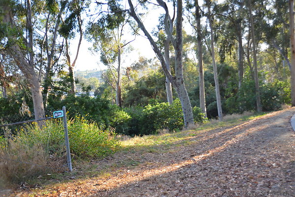 DSC 5445