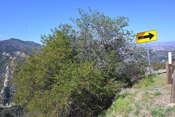 DSC 7372