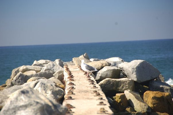 DSC 1135