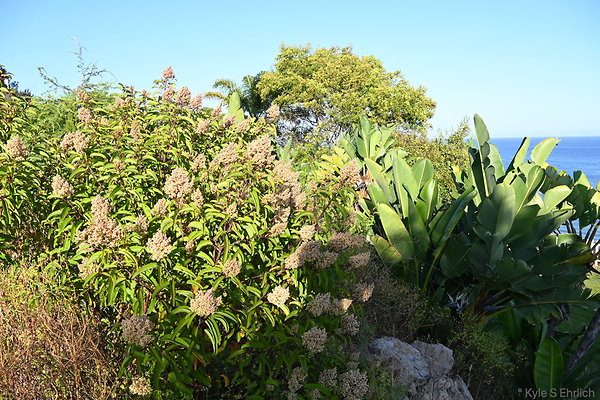 DSK 0790