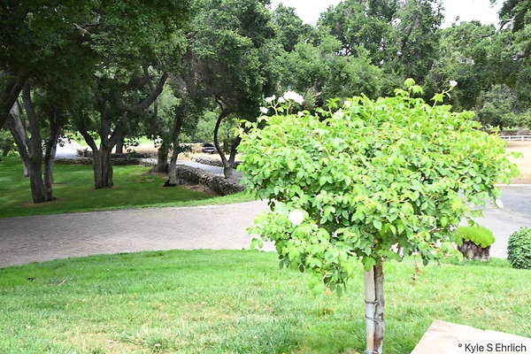 DSK 6497