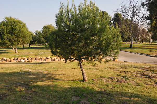 DSC 9009