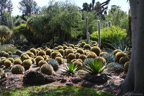 27 Desert Garden A
