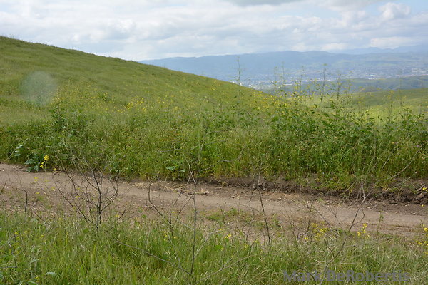 MDR 3889 - 35mm