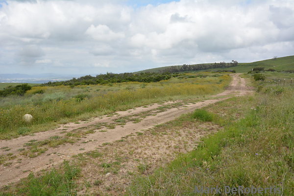 MDR 3882