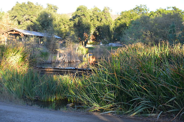 DSC 7877