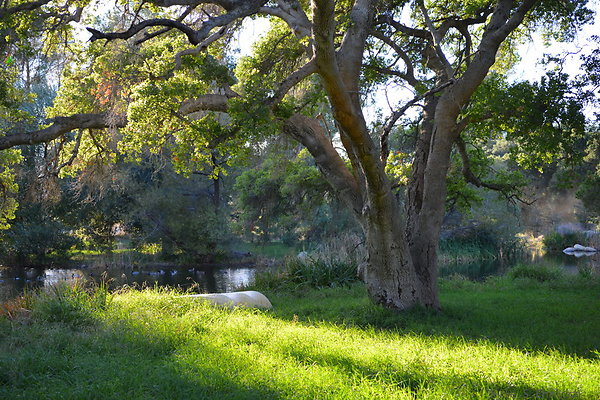 04 Golden Oak