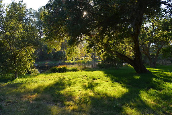 DSC 7799
