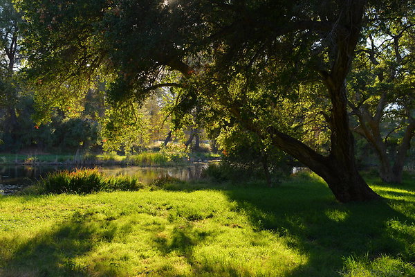 DSC 7800