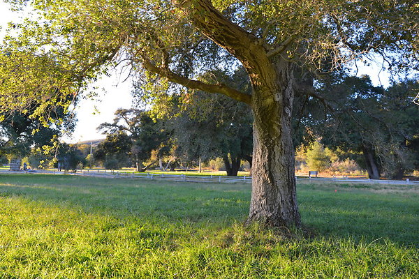 DSC 8221