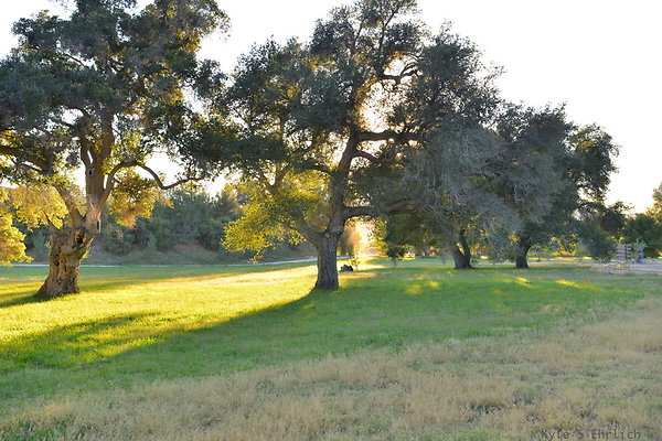 06 Golden Oak