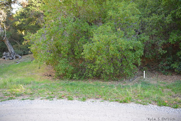 DSC 7509