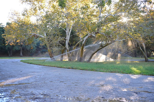 DSC 7907