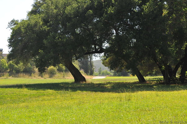 DSC 0668