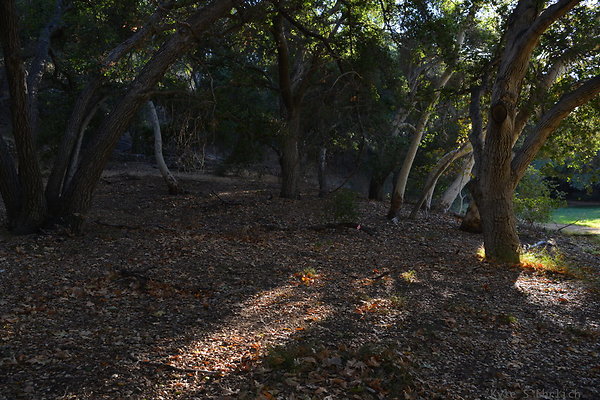 DSC 7617