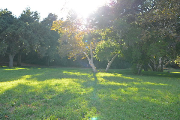 DSC 7550