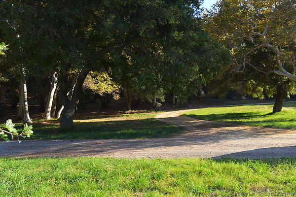 DSC 7516