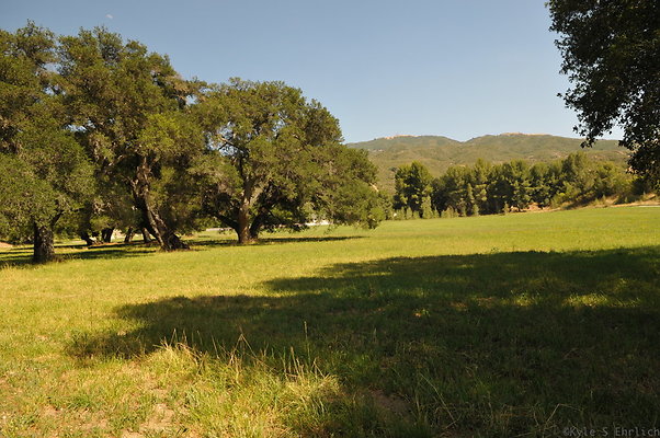 DSC 0703