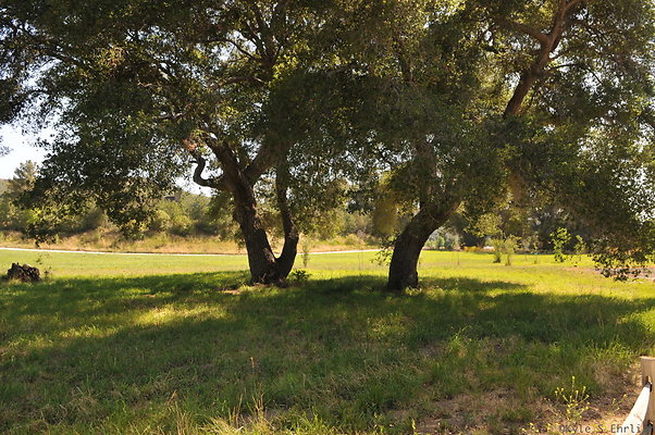 DSC 0698