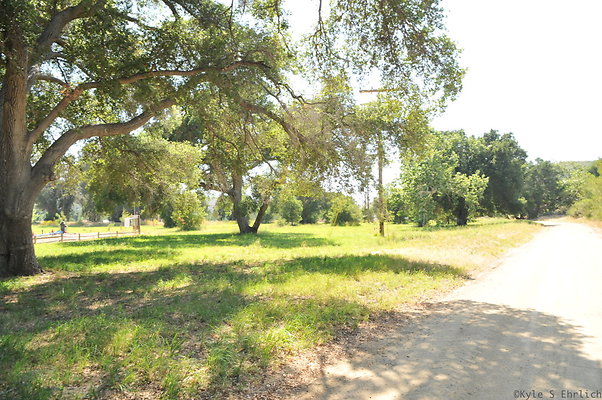 DSC 0710