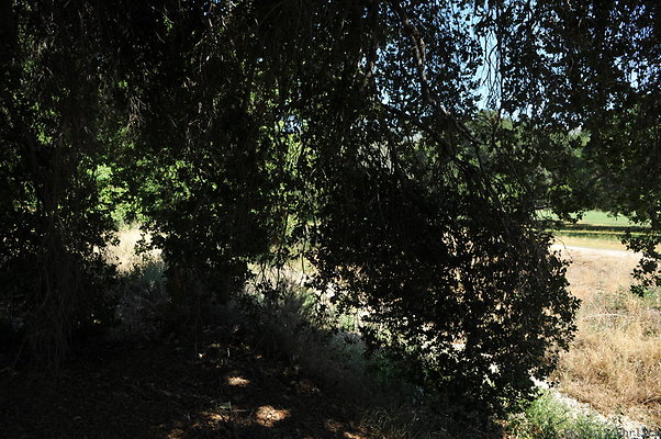 DSC 0735
