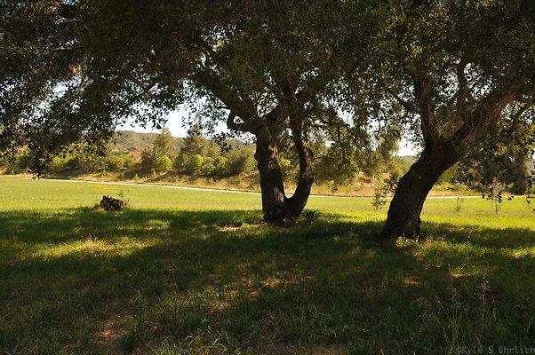 DSC 0704