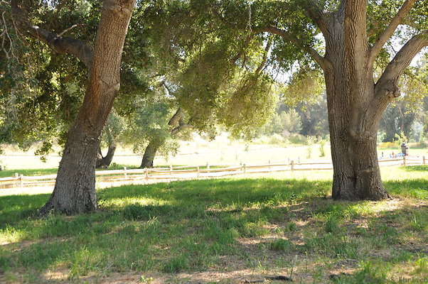 DSC 0707