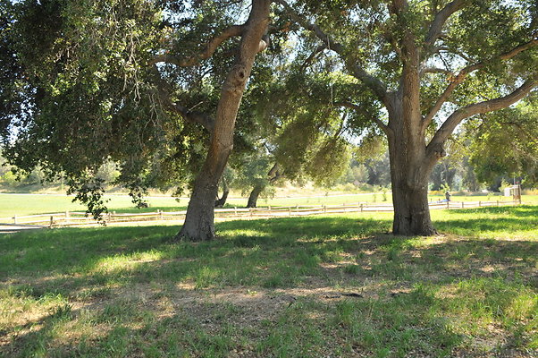 DSC 0709