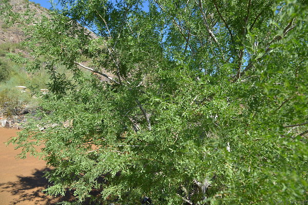 DSC 2594