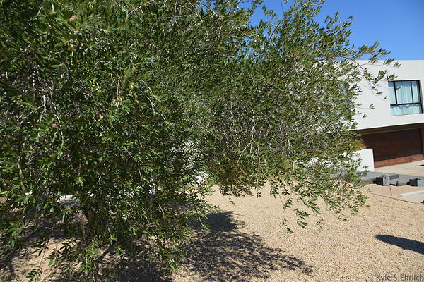 DSC 5372