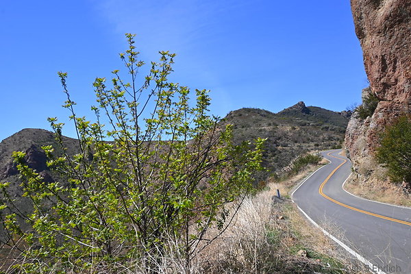 DSC 8518