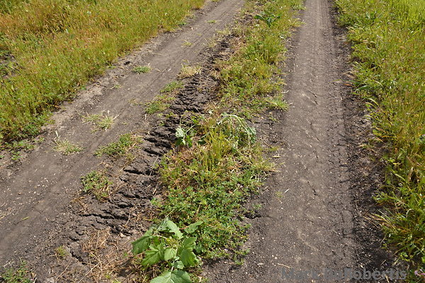 MDR 3824